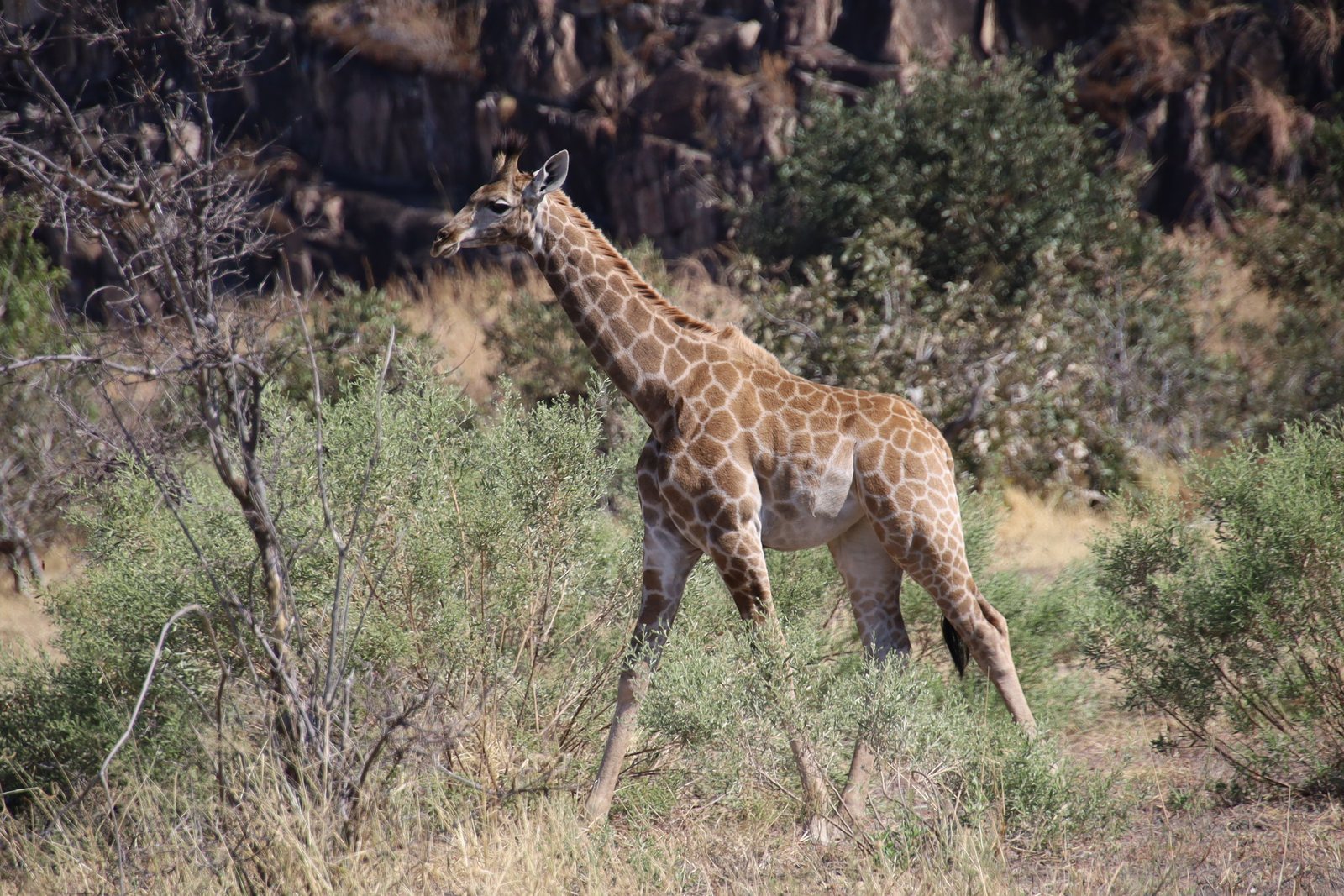 Giraffe in bushveld