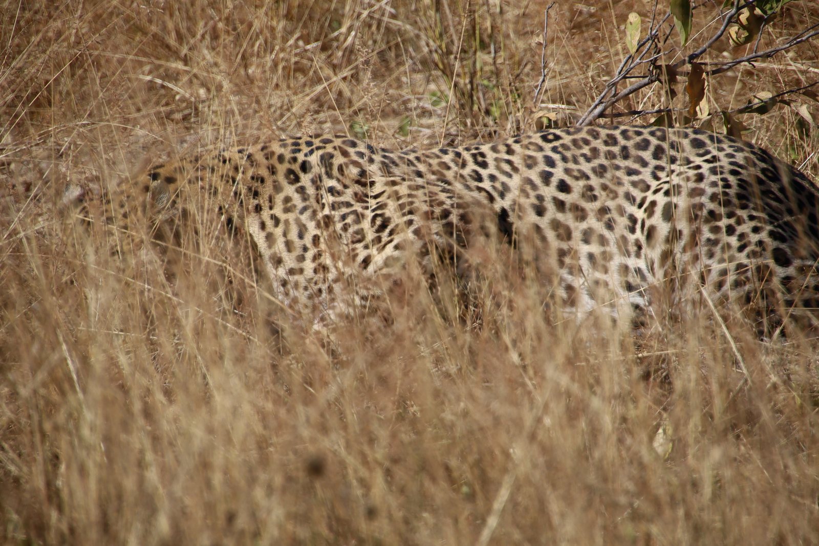 Leopard moving through dry grass