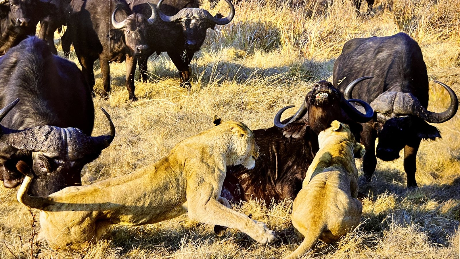 Lions among buffalo during a safari sighting