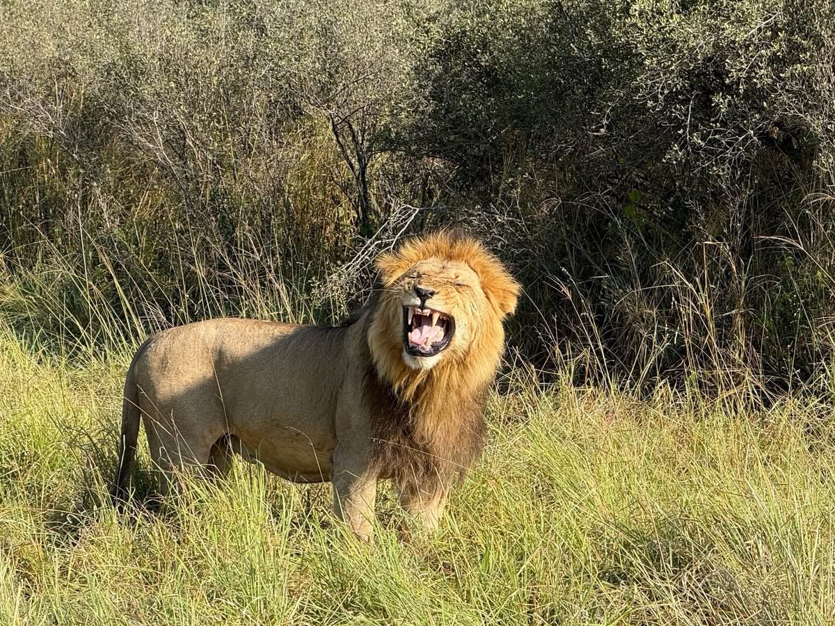 Male lion in long grass
